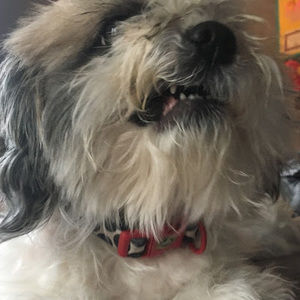 Meet your Posher, Nina